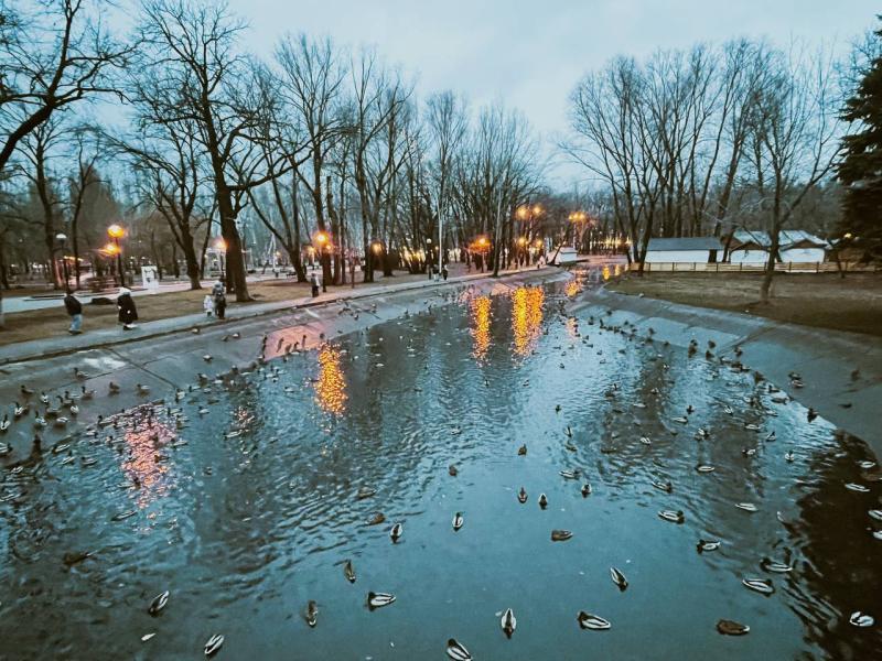 В Самаре в парке Гагарина заметили нашествие уток