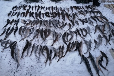 Краснокнижный улов: в Самарской области задержали браконьеров с сотнями редких рыб