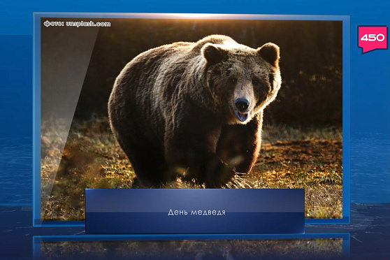 День медведя. Календарь Губернии от 13 декабря
