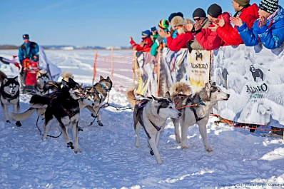 Под Тольятти пройдет гонка на собачьих упряжках