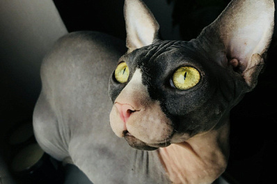 Ветеринары напомнили про особый уход для сфинксов