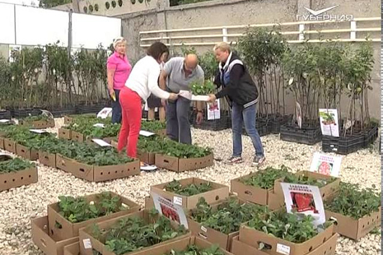 Дачные советы 20.08.2015 