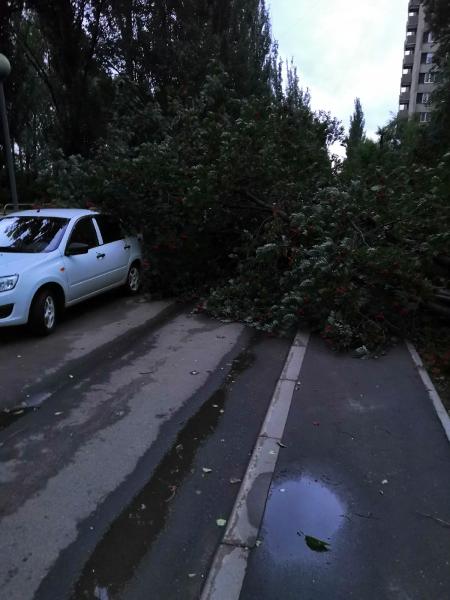 В Тольятти во время урагана дерево упало на припаркованные автомобили