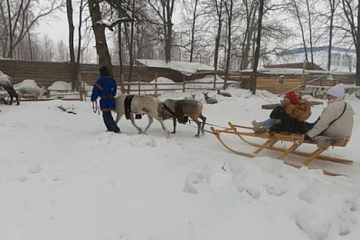 Северные олени и невозмутимый верблюд: в Самаре завершился зимний сезон проекта "Поехали!"