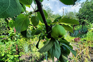 Зимняя побелка: как и когда нужно красить стволы плодовых деревьев