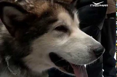 В Самаре прошли гонки на собачьих упряжках