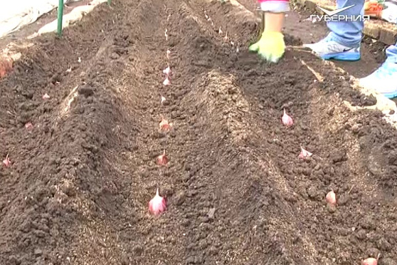 Посадка чеснока: метод Галины Старосельцевой. Дачные советы