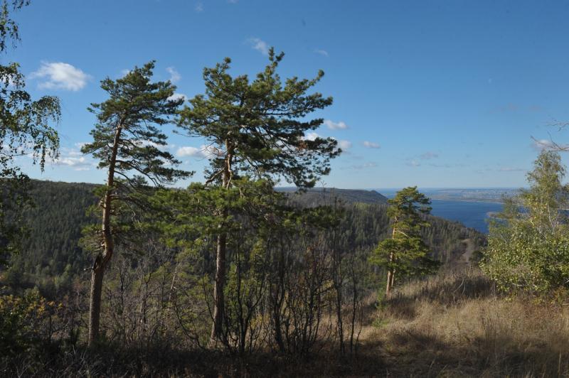 Акция "Сад памяти" даст Самарской области больше 200 тысяч новых деревьев