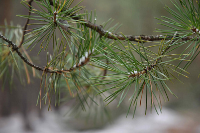 В 2023 году в Самарской области посадили почти 830 гектаров деревьев