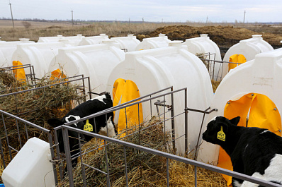 Отраслевой лидер племенной завод "Дружба" работает на перспективу 