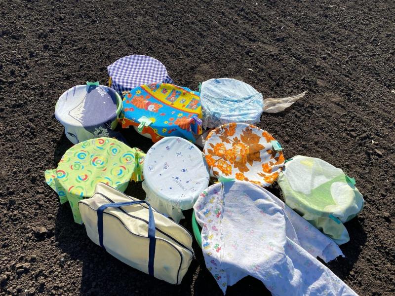 Самарские волонтеры выпустили стрижей в Краснодарском крае