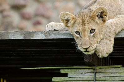 В Самаре на улице львенка привязали к трубе