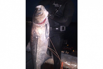 В Самарской области застрелили гигантскую рыбу-мутанта