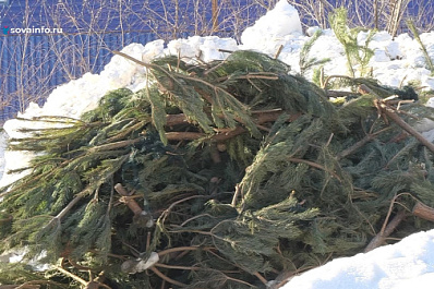 Щепу из елок отправили в самарский конный клуб