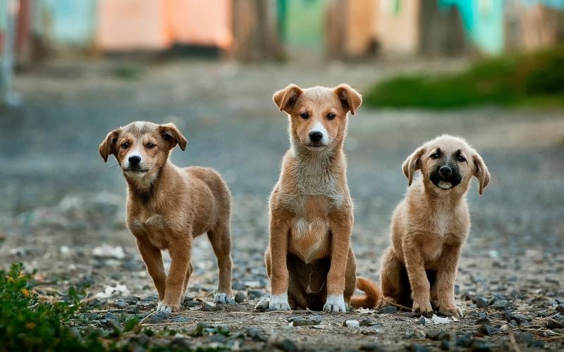 В Самарской области увеличили норматив по отлову безнадзорных животных на 2022 год