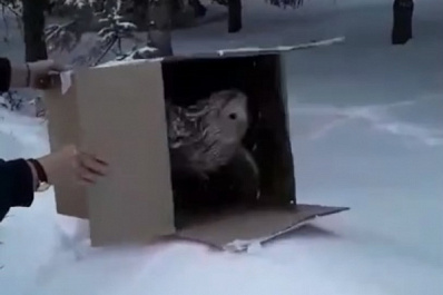 В Самарской области длиннохвостую неясыть после "встречи" с окном выпустили на свободу