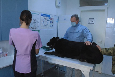 Специалисты ветцентра "Никольский" рассказали, как укрепить иммунитет домашних животных в холодный период