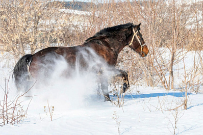 Мужчина отравил кислотой пять охраняемых лошадей