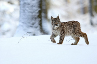 Прокуратура привлечет к ответственности владельца погибшей в Туле рыси