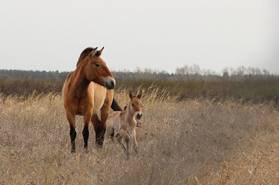 Под Самарой у лошадей Пржевальского родился жеребенок неизвестного пола