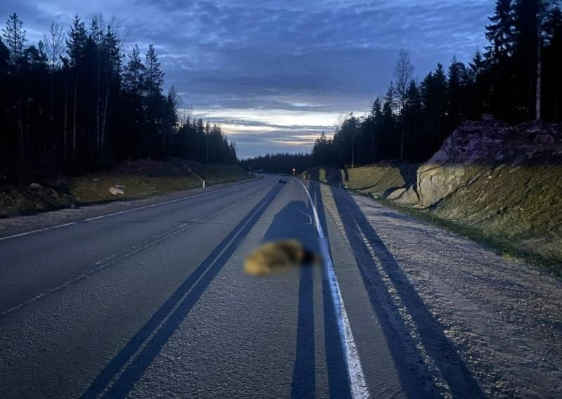 Land Cruiser на большой скорости насмерть сбил медведя на трассе