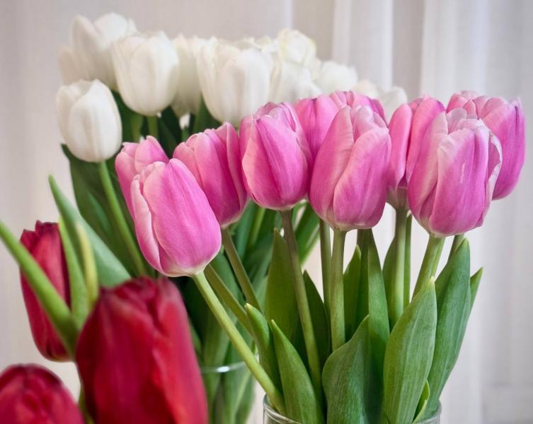 Стало известно, какие цветы любят самарские педагоги