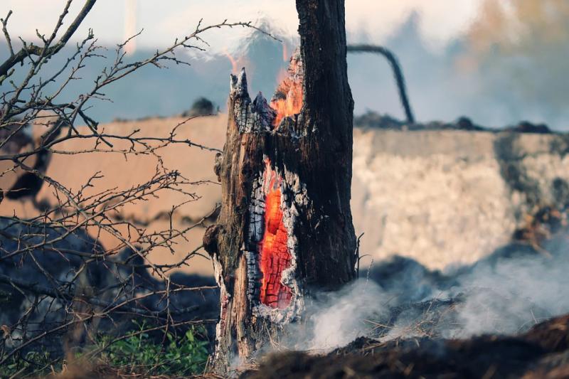 На защиту лесов и борьбу с пожарами Самарской области добавят средств