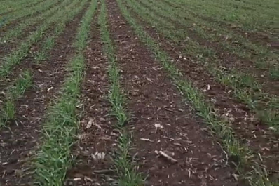 В Алексеевском районе Самарской области проверили состояние озимых