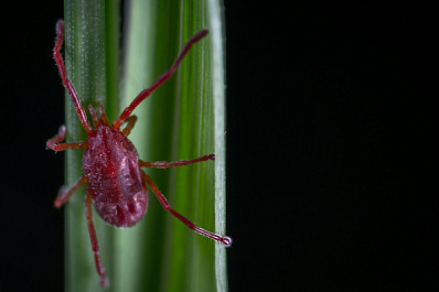 В Самарской области более 2000 человек покусали клещи