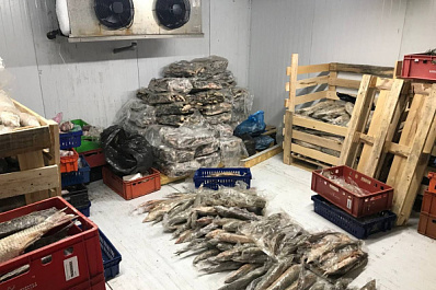 В Самарской области арестовали рыбинспектора, покровительствующего браконьерам