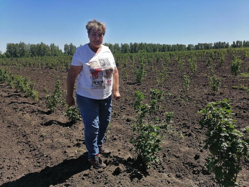 ООО "Садовод" расширяет ассортимент плодовых культур