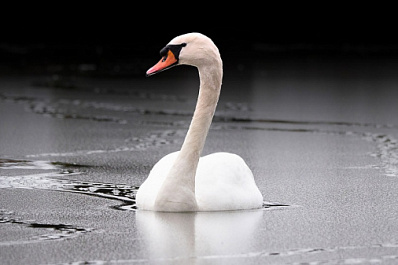 В Самаре спасли почерневшего от нефти белого лебедя