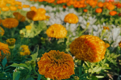 В Кинель-Черкассах продолжается строительство нового парка