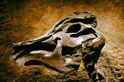 Окаменевшая кость динозавра: заведующий музеем рассказал о необычной находке