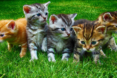 Пленники коммунальщиков: пятерых котят замуровали в подвале