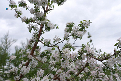 Как в садах Самарской области ухаживают за яблонями