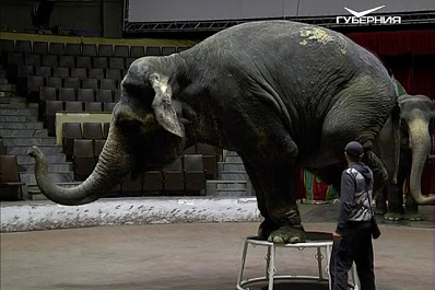 Индийские слоны прибыли в Самару