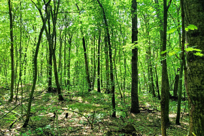 80-летняя женщина 4 дня не могла выйти из леса