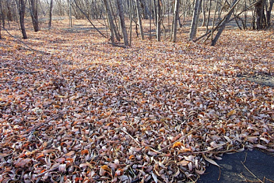 В Самарской области похолодает в выходные