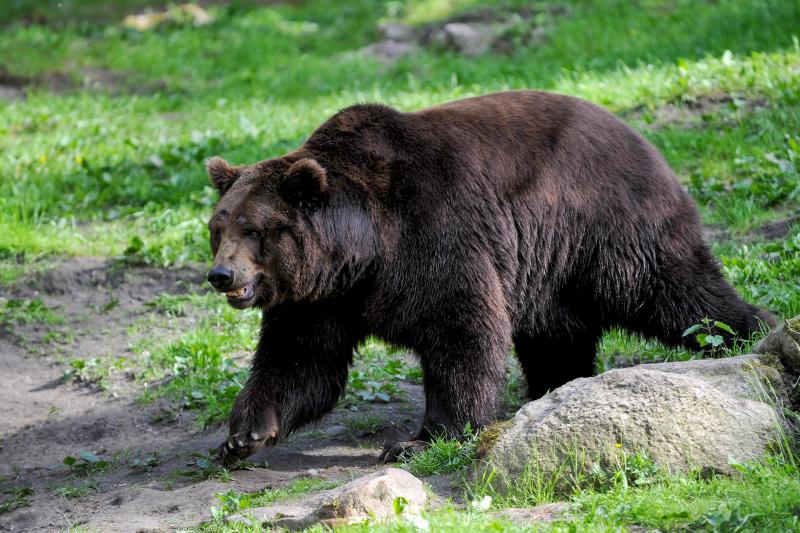 Под Новосибирском пристрелили медведя, разгромившего пасеку