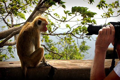 В России предложили штрафовать уличных фотографов, зарабатывающих с помощью животных