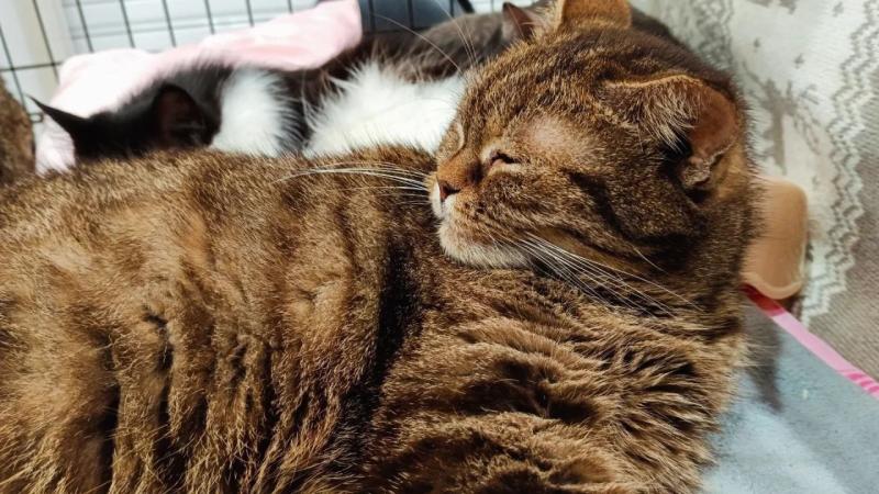 Ветеринары рассказали, как защитить кошек от воспаления десен