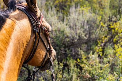 Организатор конных прогулок получил срок из-за травмы клиентки