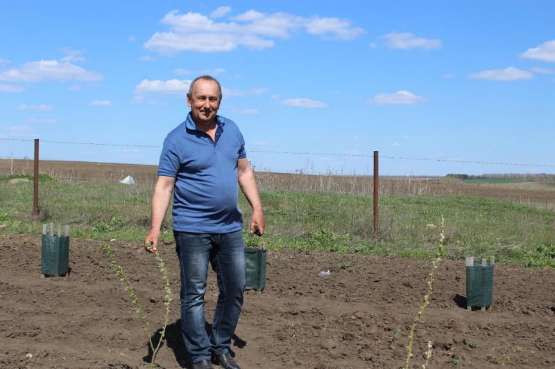Тренд на естественность: экологическое земледелие в Пестравском районе набирает обороты