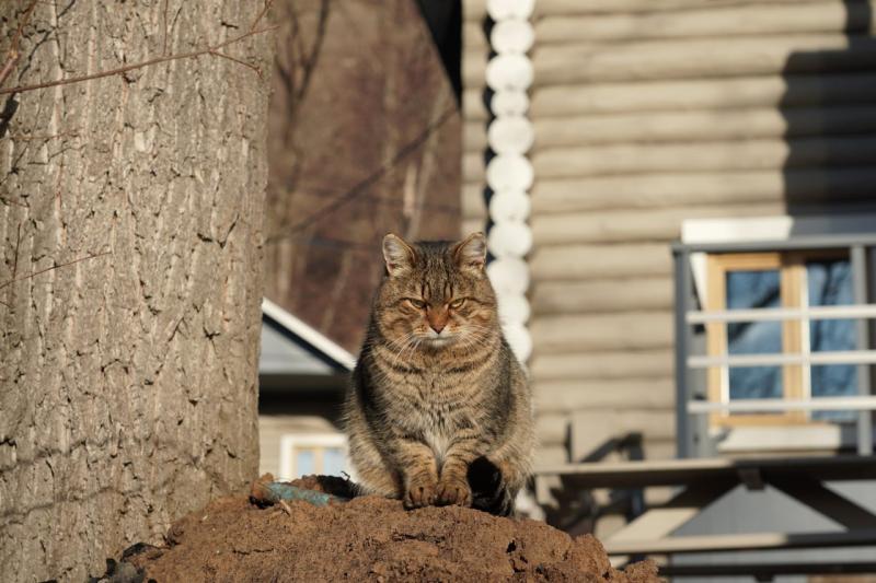 Коту уличного музыканта ищут новую семью