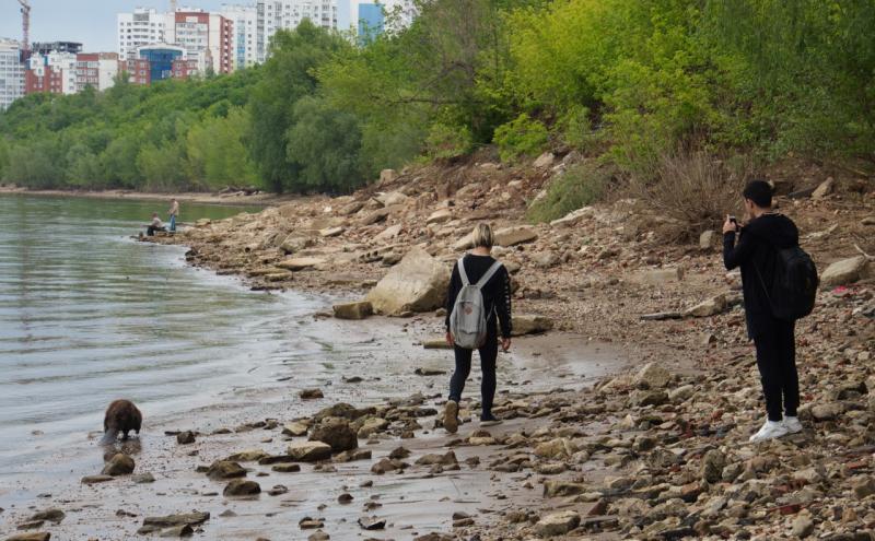 Самарцы спасли бобра от неминуемой гибели