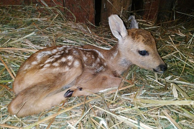 Метался по дороге и жалобно кричал: в Самарской области семья спасла истощенного детеныша косули