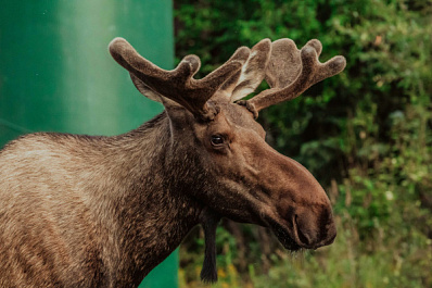 В ПФО фотоловушка зафиксировала лосиные нежности
