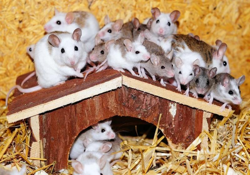 Новосибирские биологи напоили мышей алкоголем