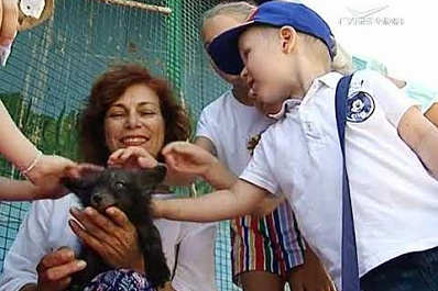 Самарцев приглашают на прогулку с волком